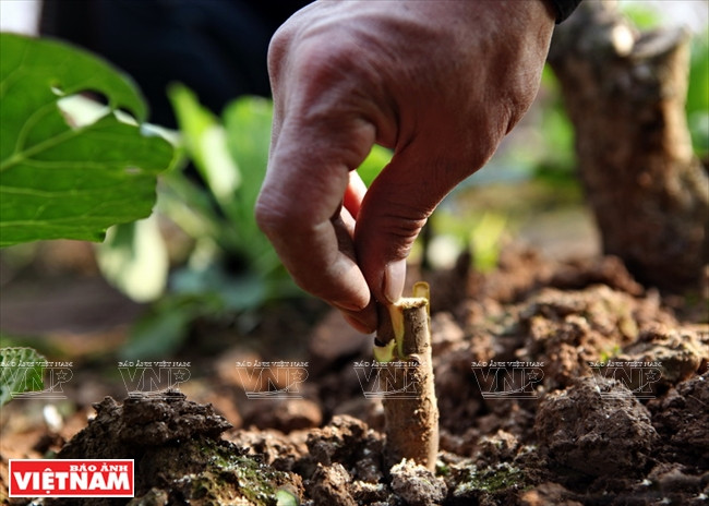 El injerto de melocotón rojo en muestras de melocotoneros silvestre se realiza unos dos meses antes del Tet debido a que una vez que ambos crezcan como un solo organismo dan brotes y florecen en la primavera (Fuente: VNA)