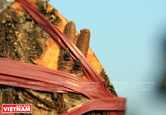 Muestras de melocotón salvaje se compran los en las provincias de Lang Son y Son La desde un millón hasta tres millones de dongs. Una vez seleccionadas según los intereses de cada agricultor se empieza el injerto con yemas de melocotón rojo (Fuente: VNA)