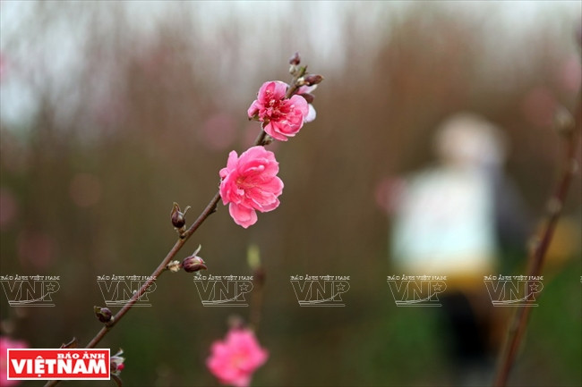 Hermosas flores de melocotón rosado se abren temprano en el pueblo de Nhat Tan (Fuente: VNA)