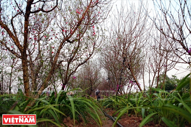 Cultivadores de melocotón Nhat Tan quitan las hojas en diferentes períodos a fin de suministrar ramas de la planta desde el año nuevo del calendario solar hasta el Tet (Fuente: VNA)