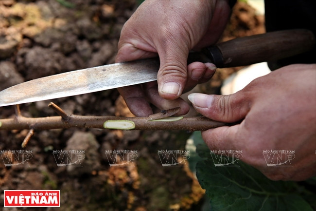 Se corta una yema de melocotón rojo para injertar en melocotón salvaje (Fuente: VNA)