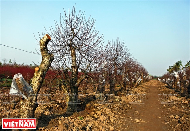 Los melocotoneros salvajes injertados el año anterior han dado brotes para el Tet (Fuente: VNA)