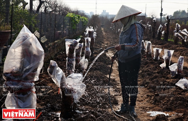 Regando los árboles de melocotón (Fuente: VNA)