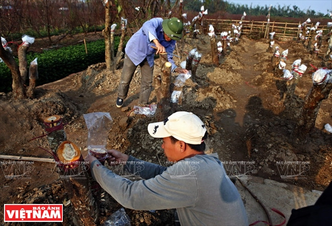 En un fuerte tronco de melocotón salvaje los lugareños de Nhat Tan pueden injertar de 20 a 50 yemas de melocotón rojo (Fuente: VNA)