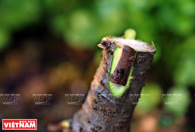 Yermas de melocotón rojo son injertadas en melocotoneros salvaje (Fuente: VNA)