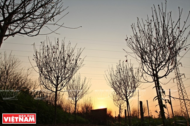 Aprovechando el tiempo calido, los cultivadores de melocotón en Nhat Tan empiezan a quitar hojas (Fuente: VNA)