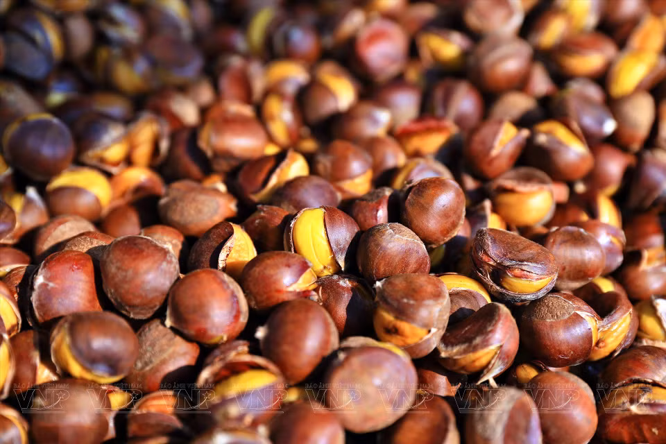 Las castañas de Trung Khanh tienen muchos efectos en la salud humana, como nutrir los riñones, mejorar la salud cardiovascular, favorecer la digestión, embellecer la piel y el cabello, así como son buenas para mujeres embarazadas y lactantes. (Fuente:VNA)