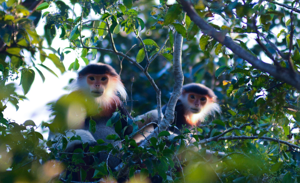 El langur jaspeado con el nombre científico de Pygathrix nemaeus vive en familias individuales con sólo un macho adulto, 2-3 hembras (esposas) y niños. (Fuente:VNA)