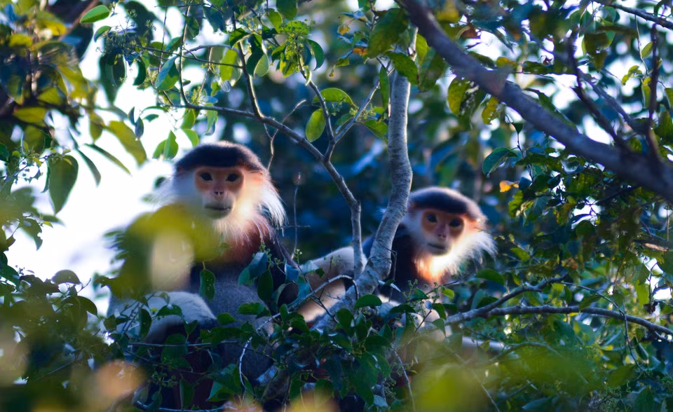 El langur jaspeado con el nombre científico de Pygathrix nemaeus vive en familias individuales con sólo un macho adulto, 2-3 hembras (esposas) y niños. (Fuente:VNA)