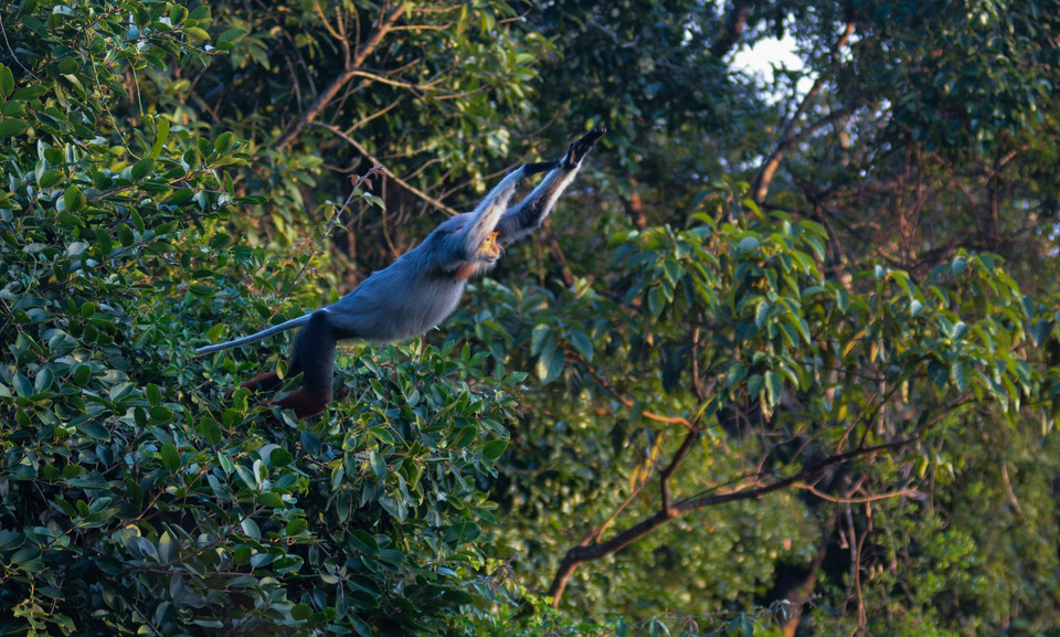 El llamado también duc de canillas rojas salta de árbol en árbol. (Fuente:VNA)