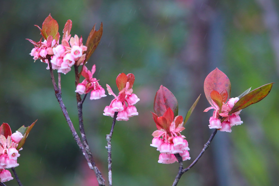 Flores de melocotón con forma de campana brotan, señalando una nueva primavera llena de vitalidad. (Fuente:VNA)