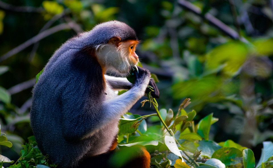 El animal salvaje se alimenta de hojas. (Fuente:VNA)