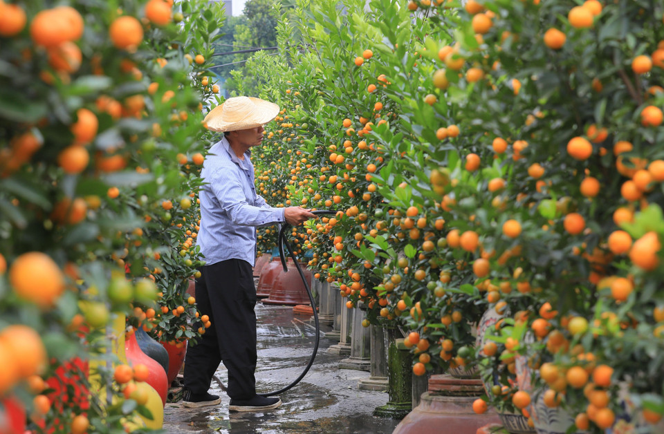 Actualmente, la aldea de Tu Lien tiene alrededor de 400 hogares que cultivan bonsái de kumquat, con una superficie total de hasta 20 hectáreas. (Fuente:VNA)