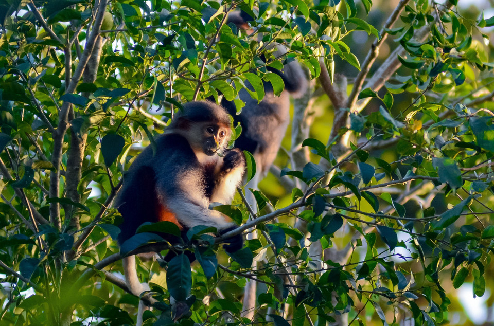 Primer plano de bebé langur jaspeado. (Fuente:VNA)