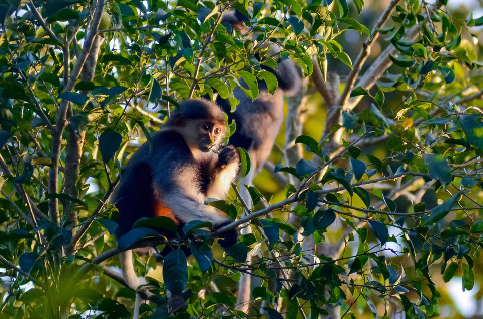 Primer plano de bebé langur jaspeado. (Fuente:VNA)