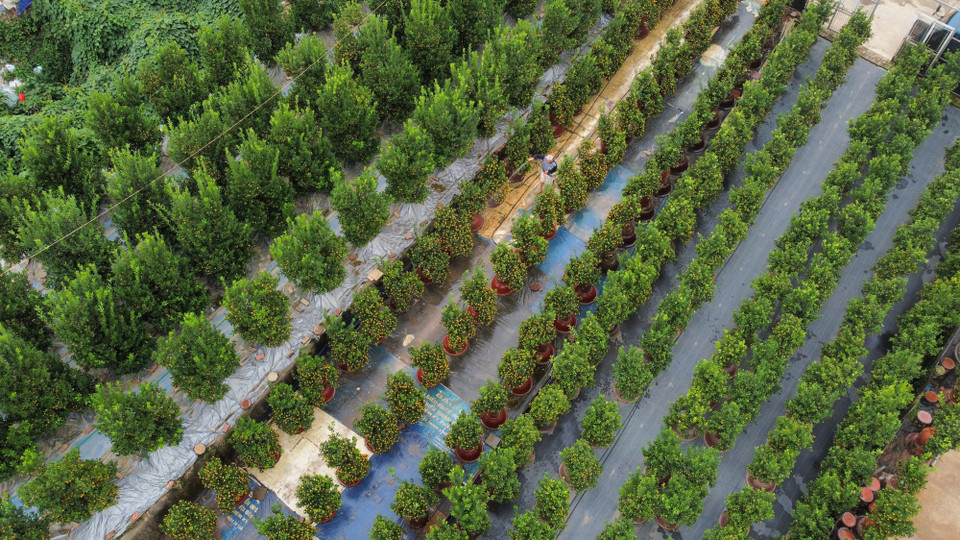 El jardín de kumquat Tu Lien está dispuesto para servir en el mercado durante el Nuevo Año Lunar 2024. (Fuente:VNA)