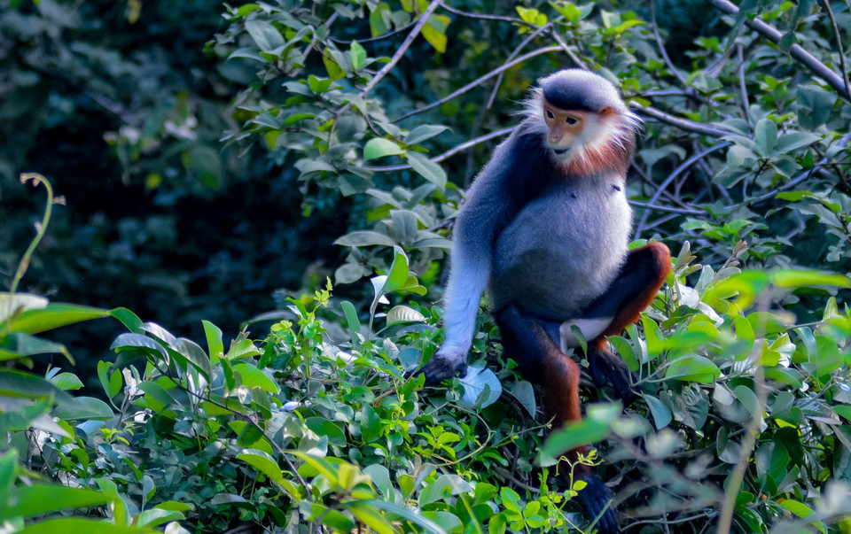 En los rostros del langur jaspeado adulto de ambos sexos se encuentra un largo pelaje blanco alrededor de la cara. (Fuente:VNA)