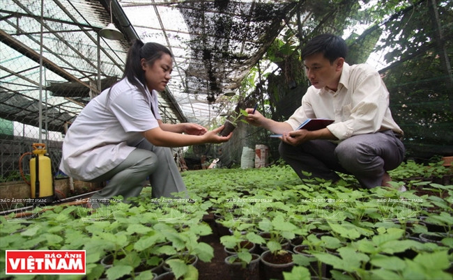 Técnicos del Departamento de Ciencias y Tecnologías de Lam Dong revisan el crecimiento de frambuesa después de haber sido propagadas in vitro. (Fuente: VNA)