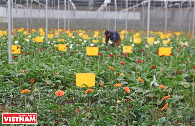 Nueva variedad de margarita se cultiva por la técnica in vitro en un establecimiento en Da Lat. (Fuente: VNA)