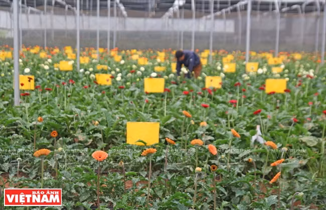 Nueva variedad de margarita se cultiva por la técnica in vitro en un establecimiento en Da Lat. (Fuente: VNA)