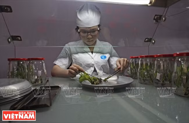 El proceso de propagación de plantas en el vivero PH se realiza en ambiente completamente estéril. (Fuente: VNA)
