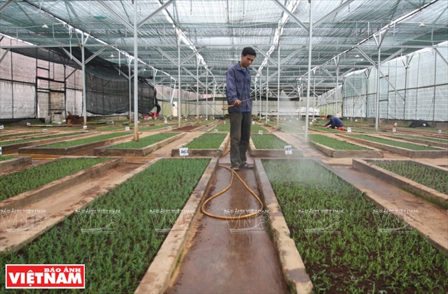 Cuidado de las plántulas propagadas in vitro una vez que se cultivan en semilleros. (Fuente: VNA)