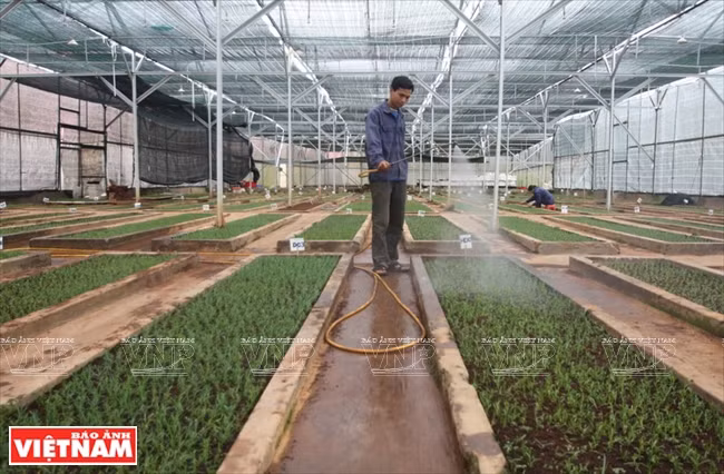 Cuidado de las plántulas propagadas in vitro una vez que se cultivan en semilleros. (Fuente: VNA)