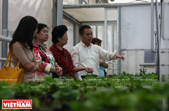 Un vivero en la empresa biotecnológica de plantas florales y forestales en Da Lat. (Fuente: VNA)