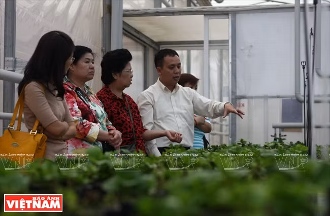 Un vivero en la empresa biotecnológica de plantas florales y forestales en Da Lat. (Fuente: VNA)