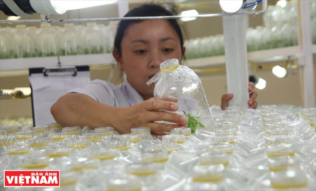 Un técnico revisa el crecimiento de las plantas sembradas en recipientes de vidrio. (Fuente: VNA)