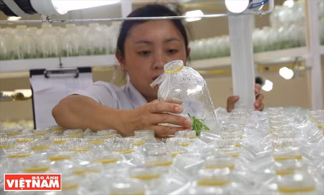 Un técnico revisa el crecimiento de las plantas sembradas en recipientes de vidrio. (Fuente: VNA)