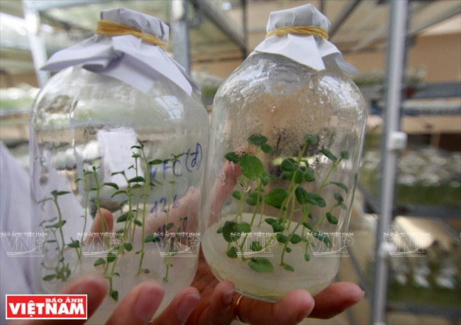 Plantas de patata propagadas por la técnica in vitro (Fuente: VNA)