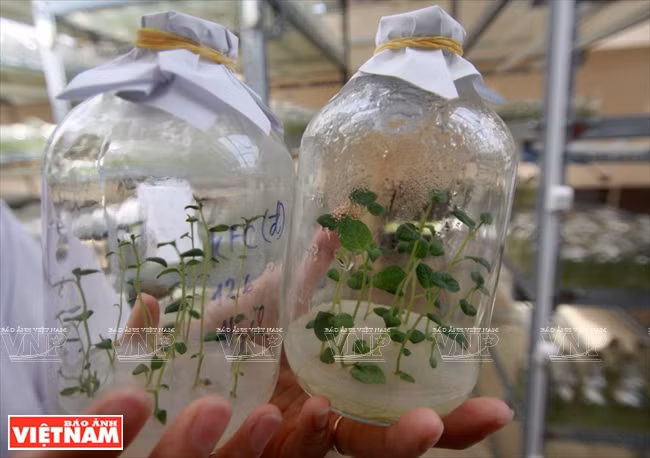 Plantas de patata propagadas por la técnica in vitro (Fuente: VNA)
