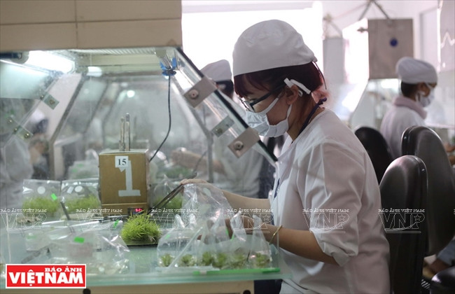 Un técnico de laboratorio en la empresa biotecnológica de plantas florales y forestales de Da Lat pone explantes en bolsas con nutrientes para cultivarlos en el ambiente completamente estéril. (Fuente: VNA)