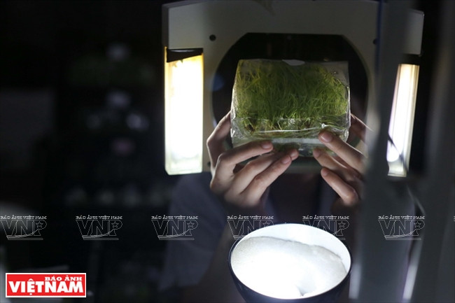 En un laboratorio de la empresa biotecnológica de plantas florales y forestales en Da Lat se buscan patógenos bacterianos en las bolsas que envuelven las plantas. (Fuente: VNA)