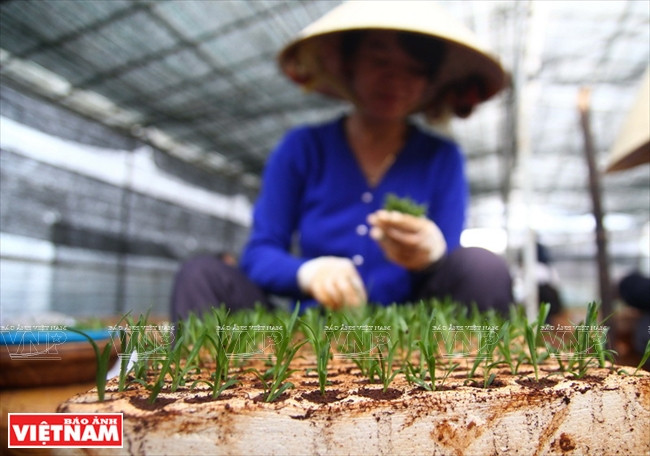 Cuidado de las plántulas en buenas condiciones antes de trasplantarlos en huertos. (Fuente: VNA)