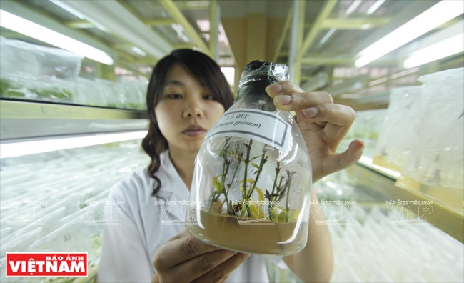Aplicación de la técnica in vitro para la progapación masiva de verduras y flores convencionales, incluso La Bep (una especialidad vegetal en los bosques en Lam Dong). (Fuente: VNA)