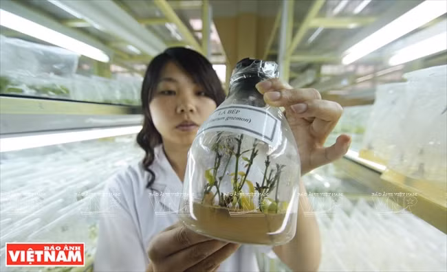 Aplicación de la técnica in vitro para la progapación masiva de verduras y flores convencionales, incluso La Bep (una especialidad vegetal en los bosques en Lam Dong). (Fuente: VNA)