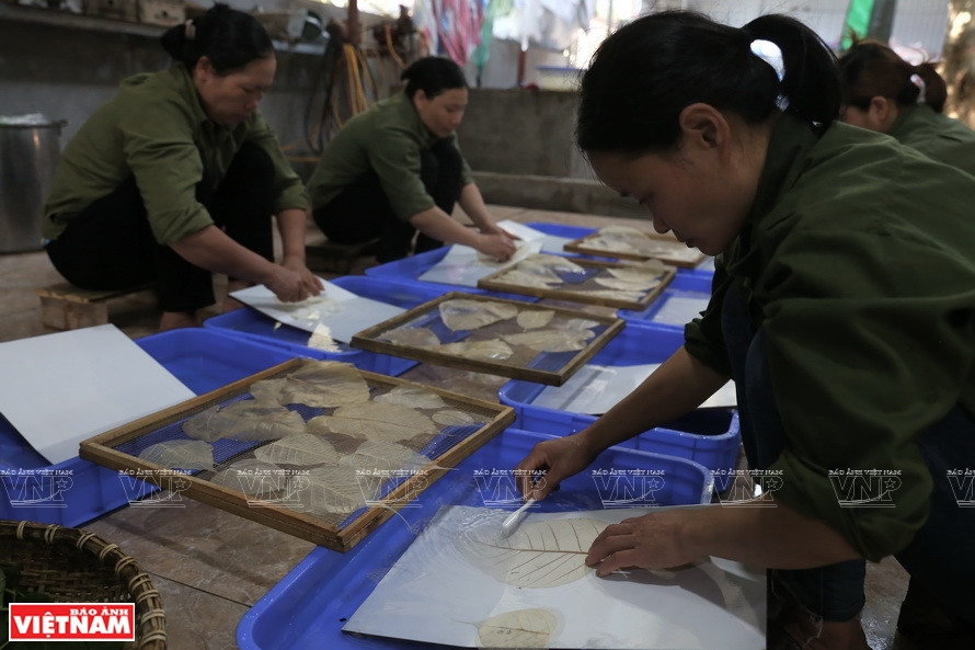 Los pobladores limpian con meticulosidad las hojas de Bodhi (Foto: VNA)