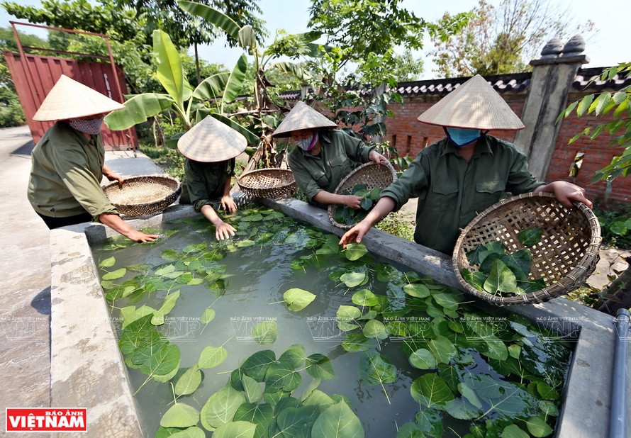 Después de la recolección, las hojas se remojan en agua de cal (Foto: VNA)