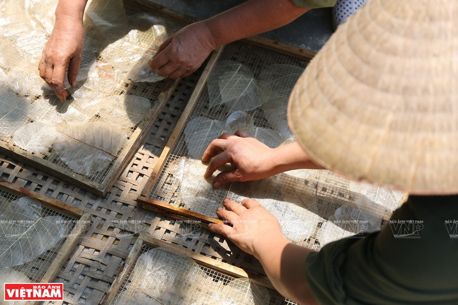 Después de la limpieza, se ponen las hojas a secar bajo el sol (Foto: VNA)