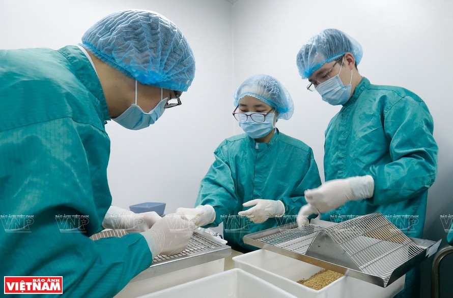 Los científicos de VABIOTECH trabajan en una sala de cultivo celular (Foto: VNA)