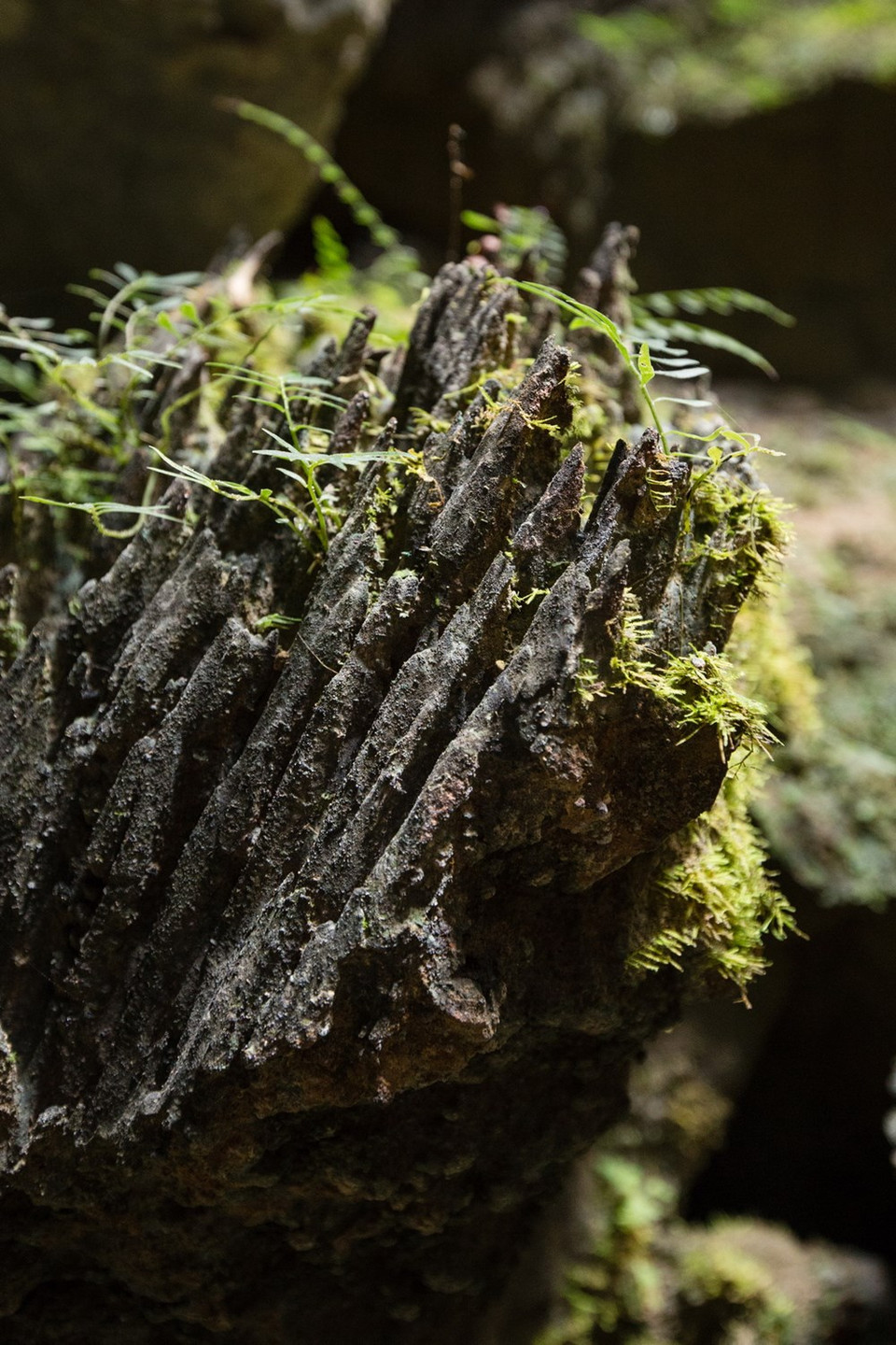 Flora en la caverna. (Foto de Ryan Deboodt)
