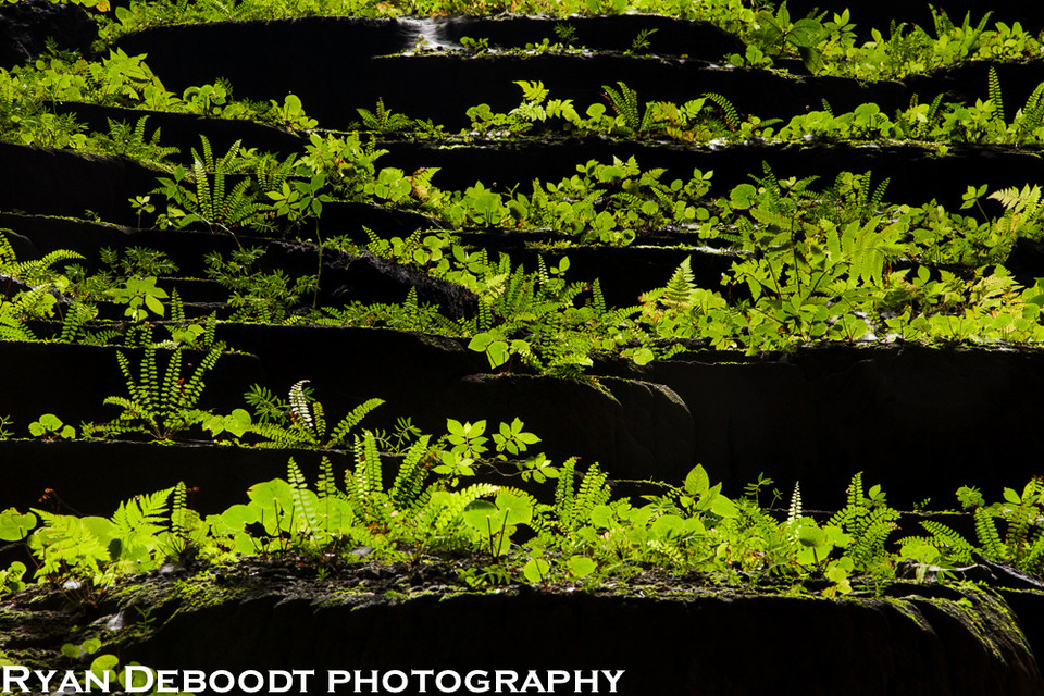 Helechos en el Jardín de Edam (Foto de Ryan Deboodt)