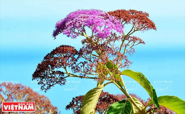 La península de Son Tra tiene casi mil especies de plantas (Fuente: VNA)
