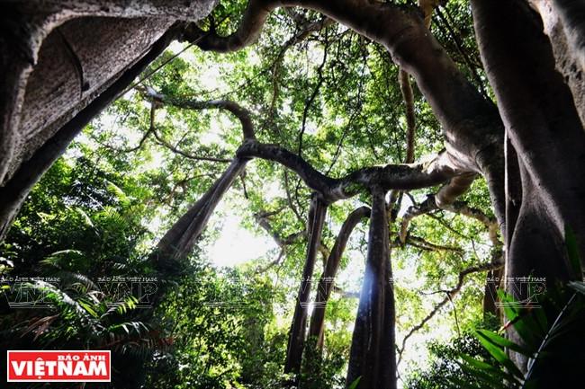 La península de Son Tra tiene casi mil especies de plantas (Fuente: VNA)