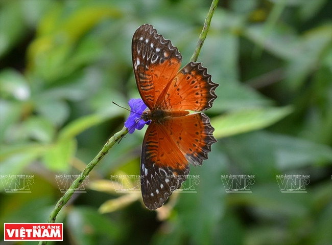  Son Tra también es hogar para muchas variedades de animales (Fuente: VNA)