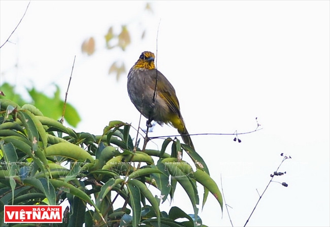 Son Tra también es hogar para muchas variedades de animales (Fuente: VNA)