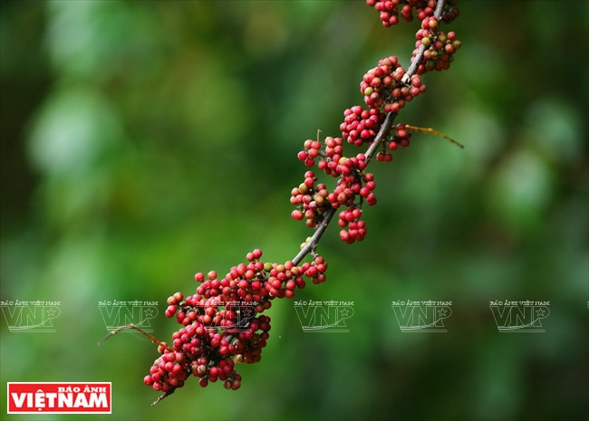 La península de Son Tra tiene casi mil especies de plantas (Fuente: VNA)