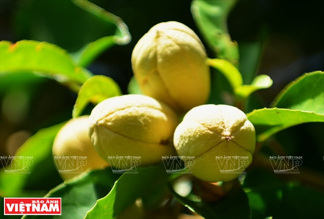 La península de Son Tra tiene casi mil especies de plantas (Fuente: VNA)